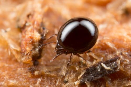 Liacarus subterraneus